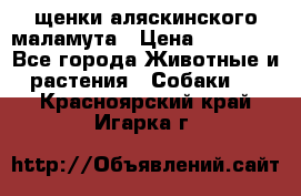 щенки аляскинского маламута › Цена ­ 20 000 - Все города Животные и растения » Собаки   . Красноярский край,Игарка г.